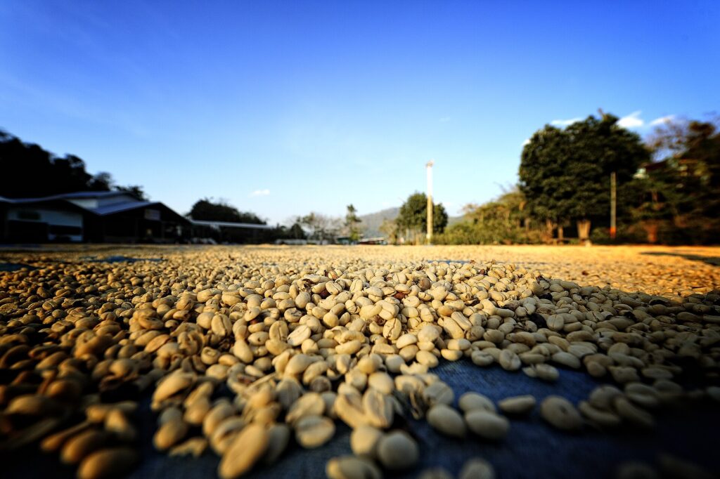 Berglandschaft des Kaffeeanbaugebiets Doi Chang in Chiang Rai