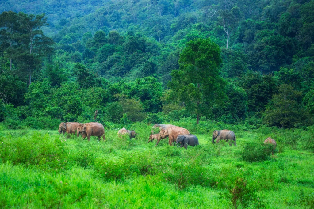Wilde Elefantenfamilie mit Jungtieren im Grasland des Kui-Buri-Nationalparks – Foto: S. Tanongsak