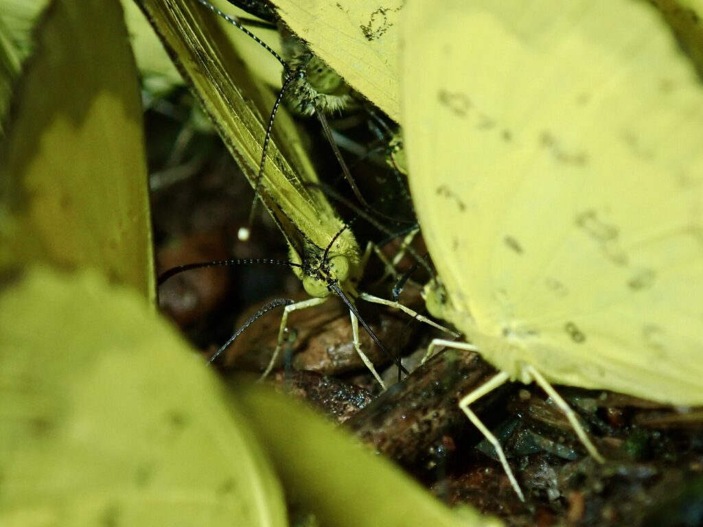 Gelbe Schmetterlinge auf feuchtem Boden im Kaeng-Krachan-Nationalpark