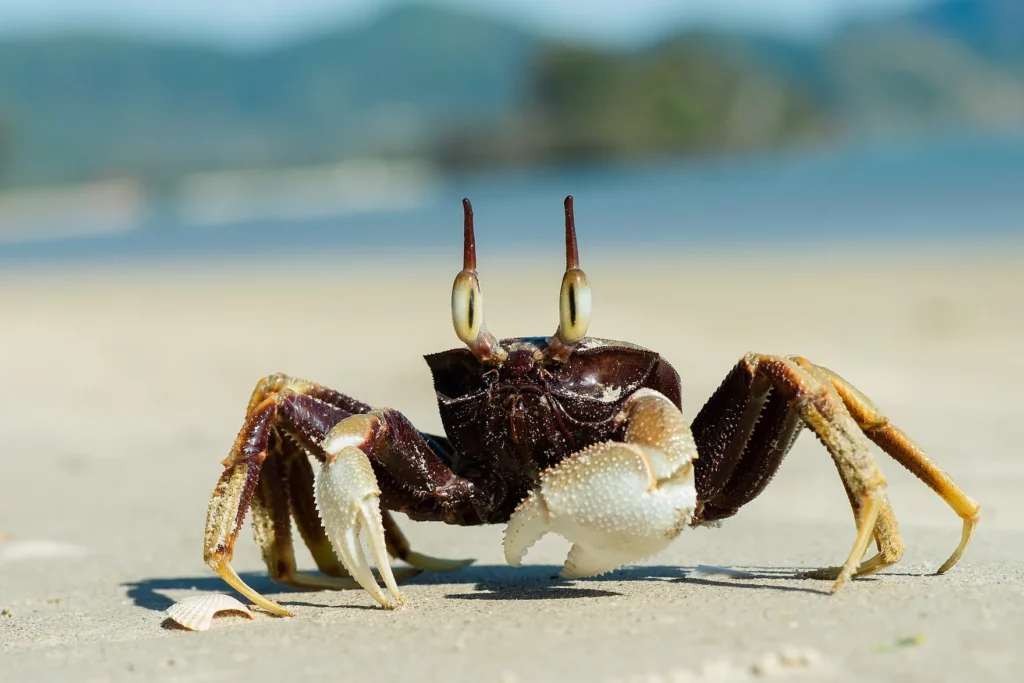 Krabi – Reiseführer für Thailand