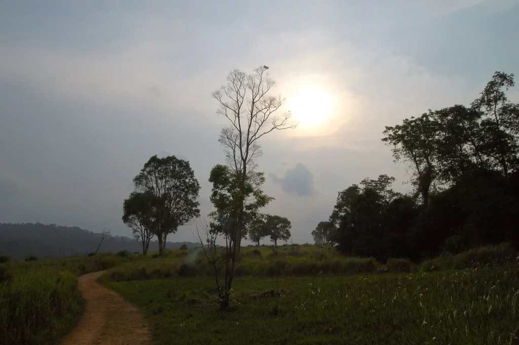 Sonnenuntergang über Grasland und Wald im Khao-Yai-Nationalpark