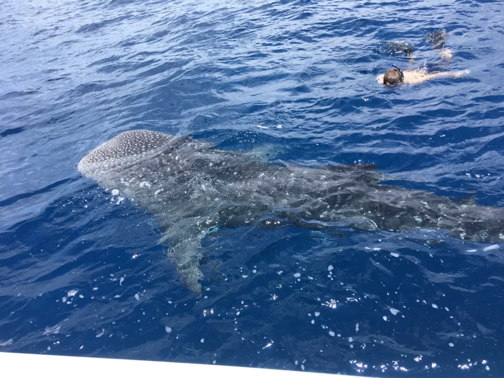 Walhai nahe der Wasseroberfläche mit einem Schnorchler bei Koh Chang