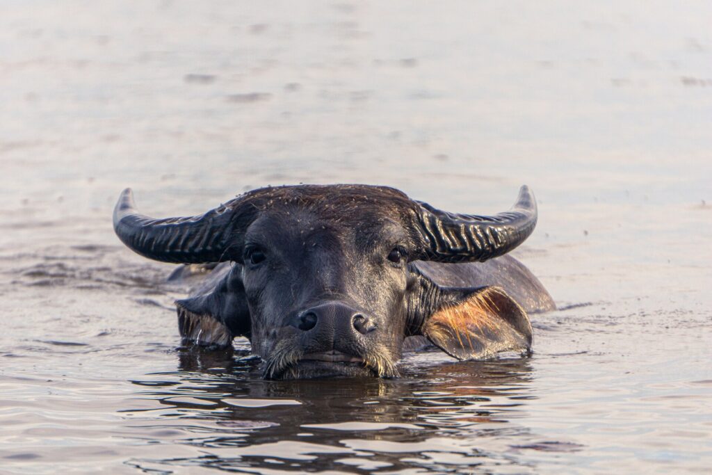 Schwimmender Wasserbüffel zwischen Wasserpflanzen im Thale-Noi-Feuchtgebiet